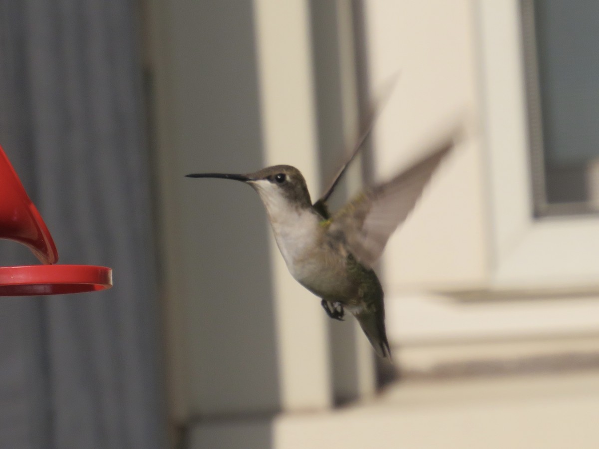 Ruby-throated Hummingbird - ML623797476