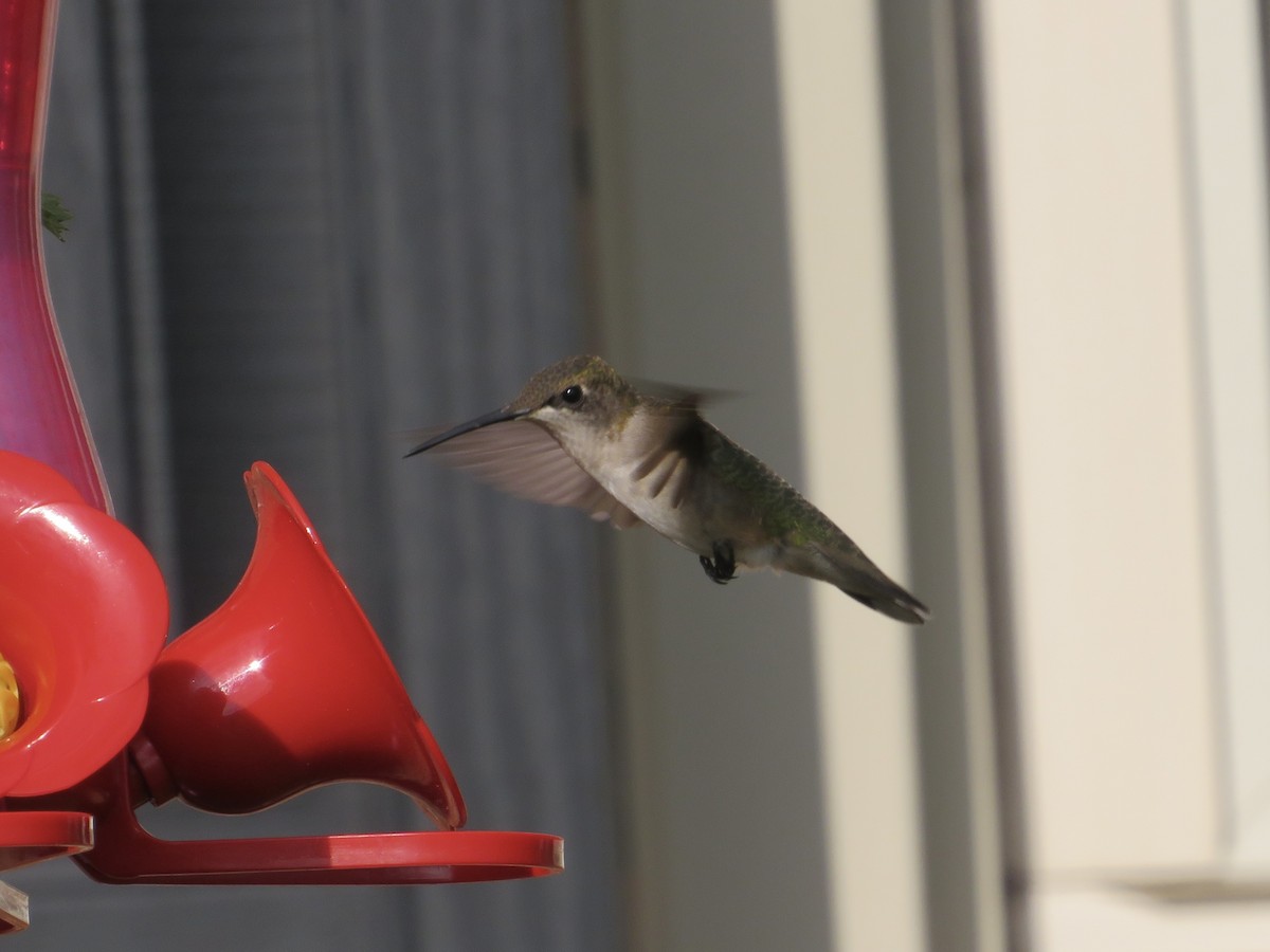 Ruby-throated Hummingbird - ML623797477