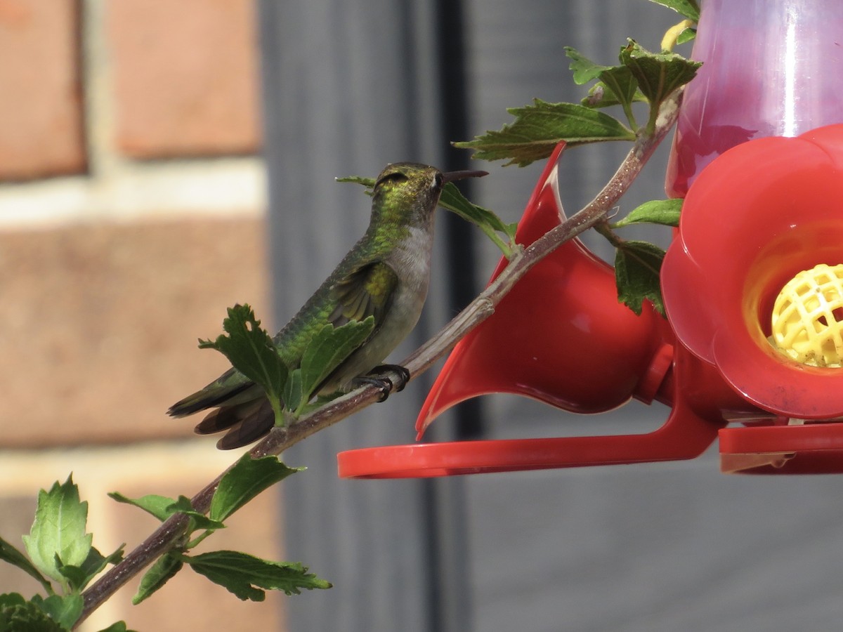 Ruby-throated Hummingbird - ML623797478