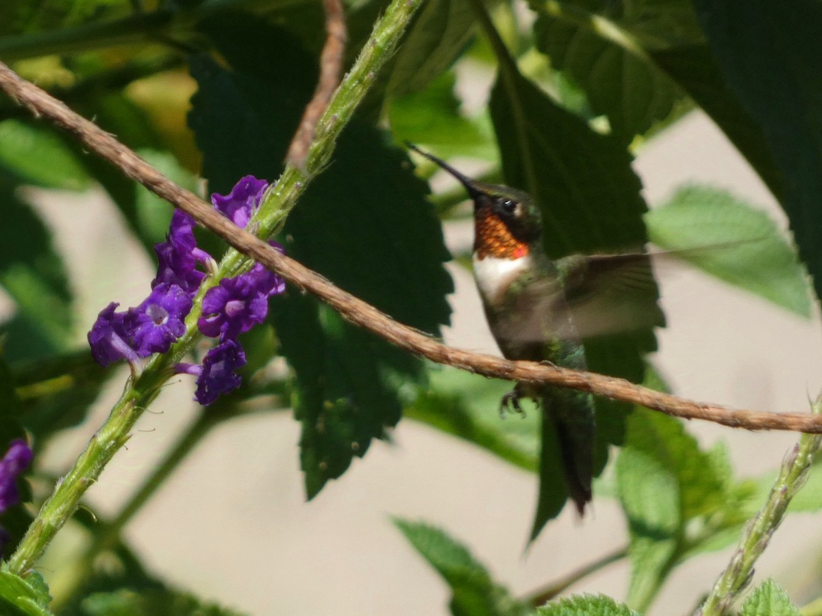 Ruby-throated Hummingbird - ML623797546