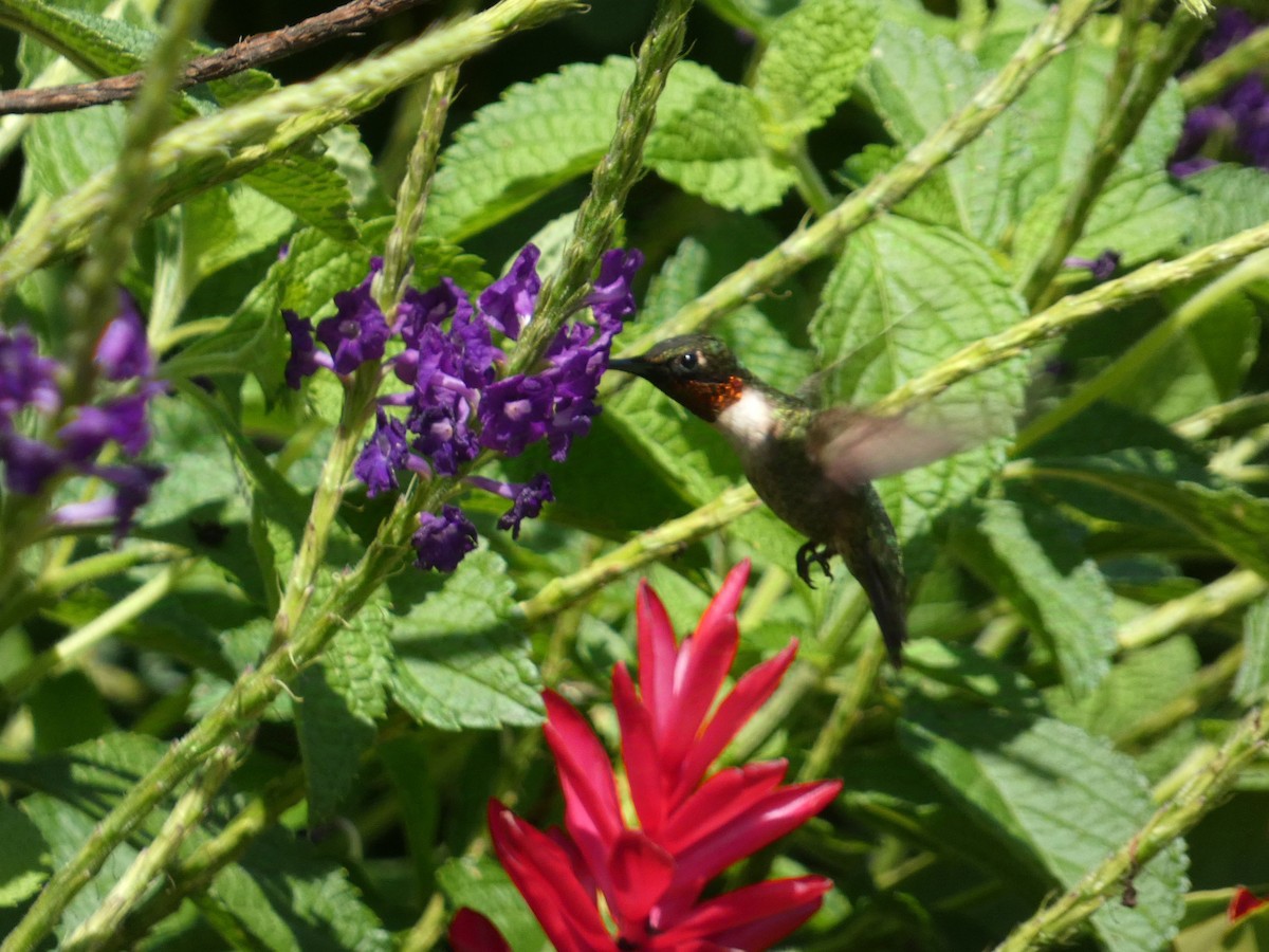 Ruby-throated Hummingbird - ML623797547