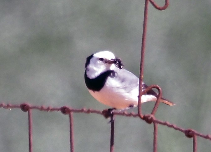 White-fronted Chat - ML623797554