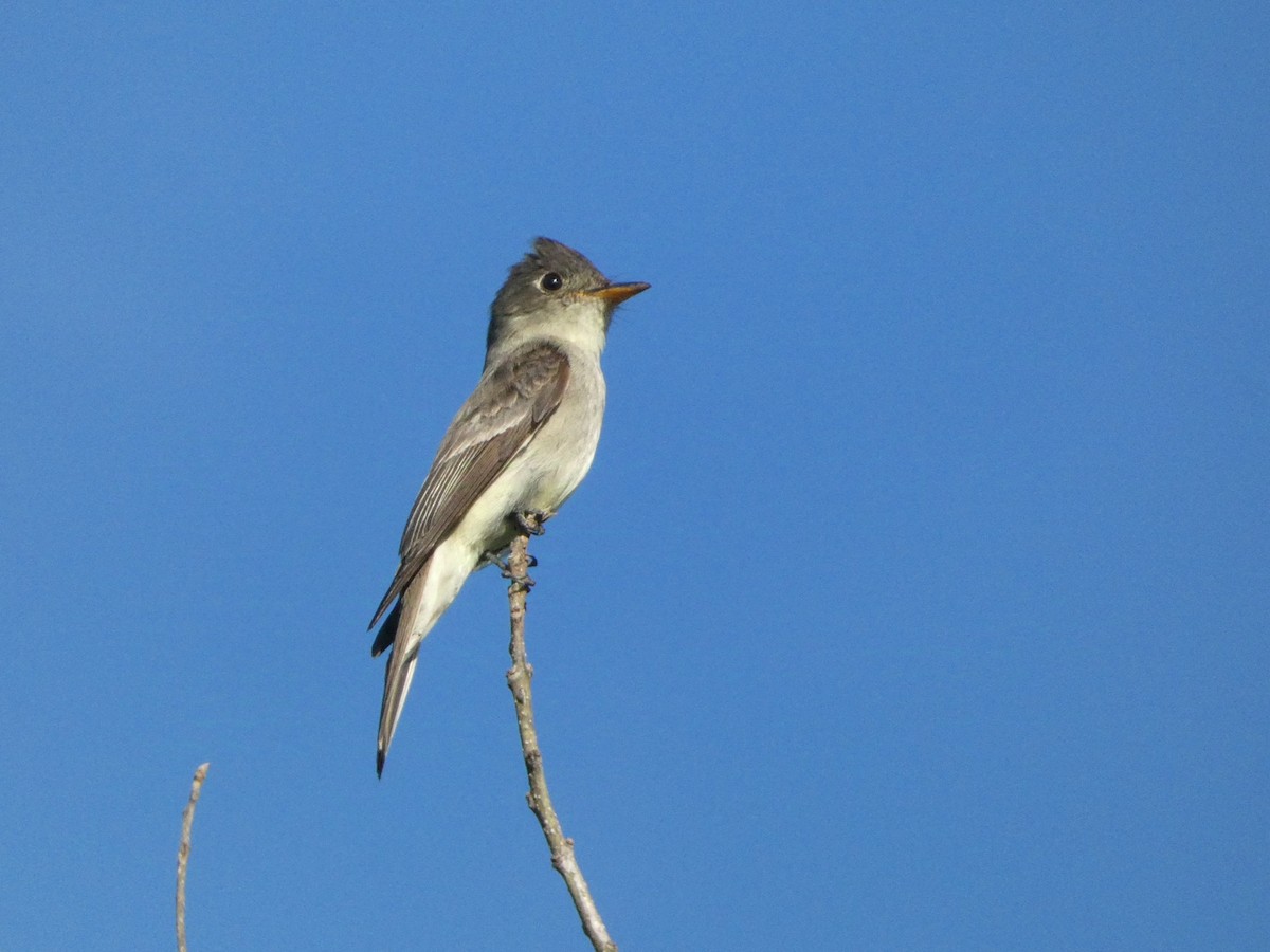 Eastern Wood-Pewee - ML623797565