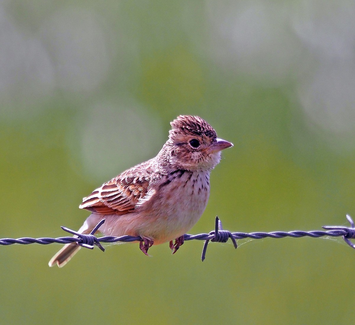 Singing Bushlark - ML623797575