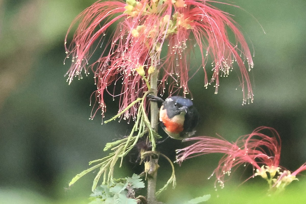 blodbrystblomsterfugl (sanguinolentum/rhodopygiale) - ML623797593