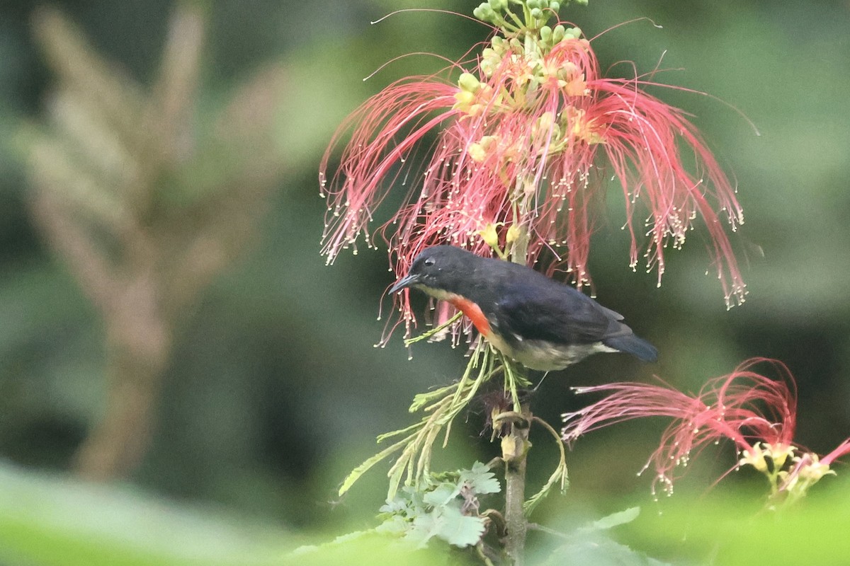 Javan Flowerpecker - ML623797596