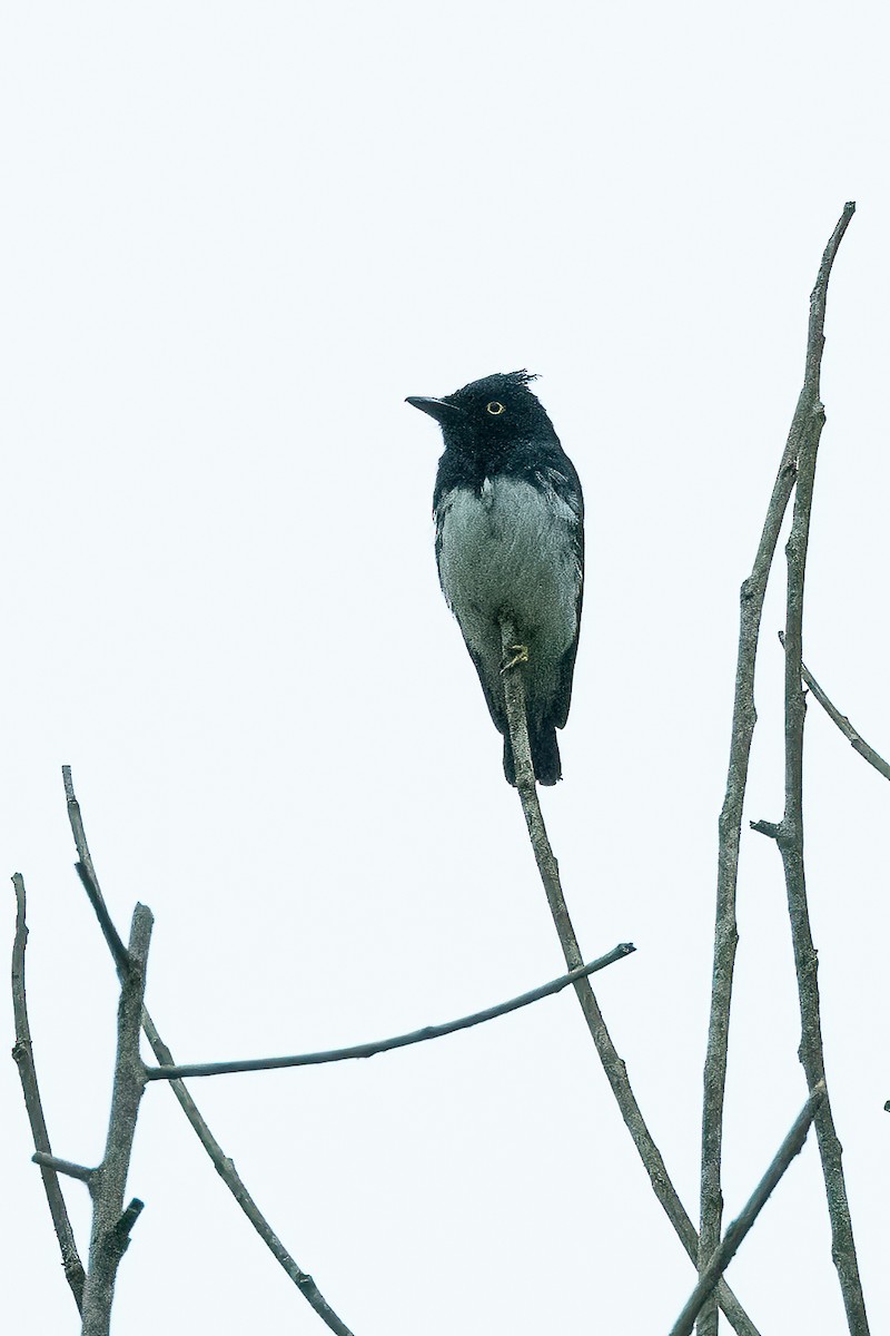 Black-and-white Shrike-flycatcher - ML623797598