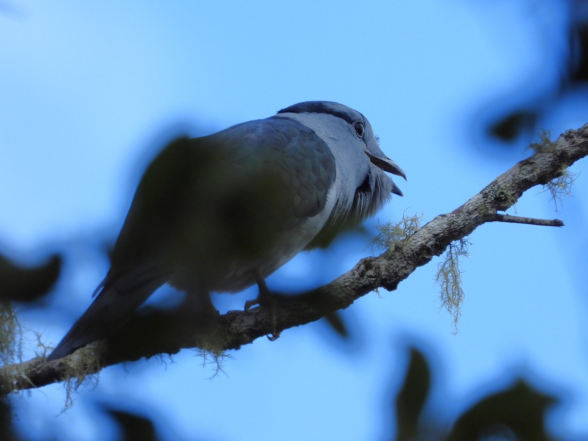 Cuckoo-roller - ML623797600