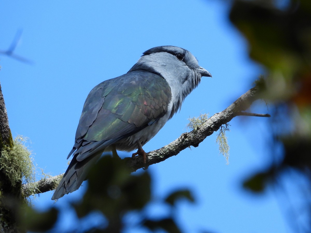 Cuckoo-roller - ML623797602