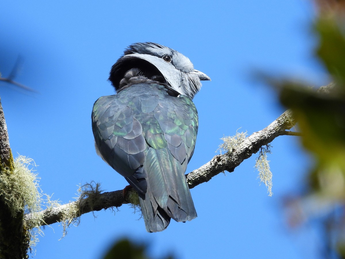 Cuckoo-roller - Francesco Barberini