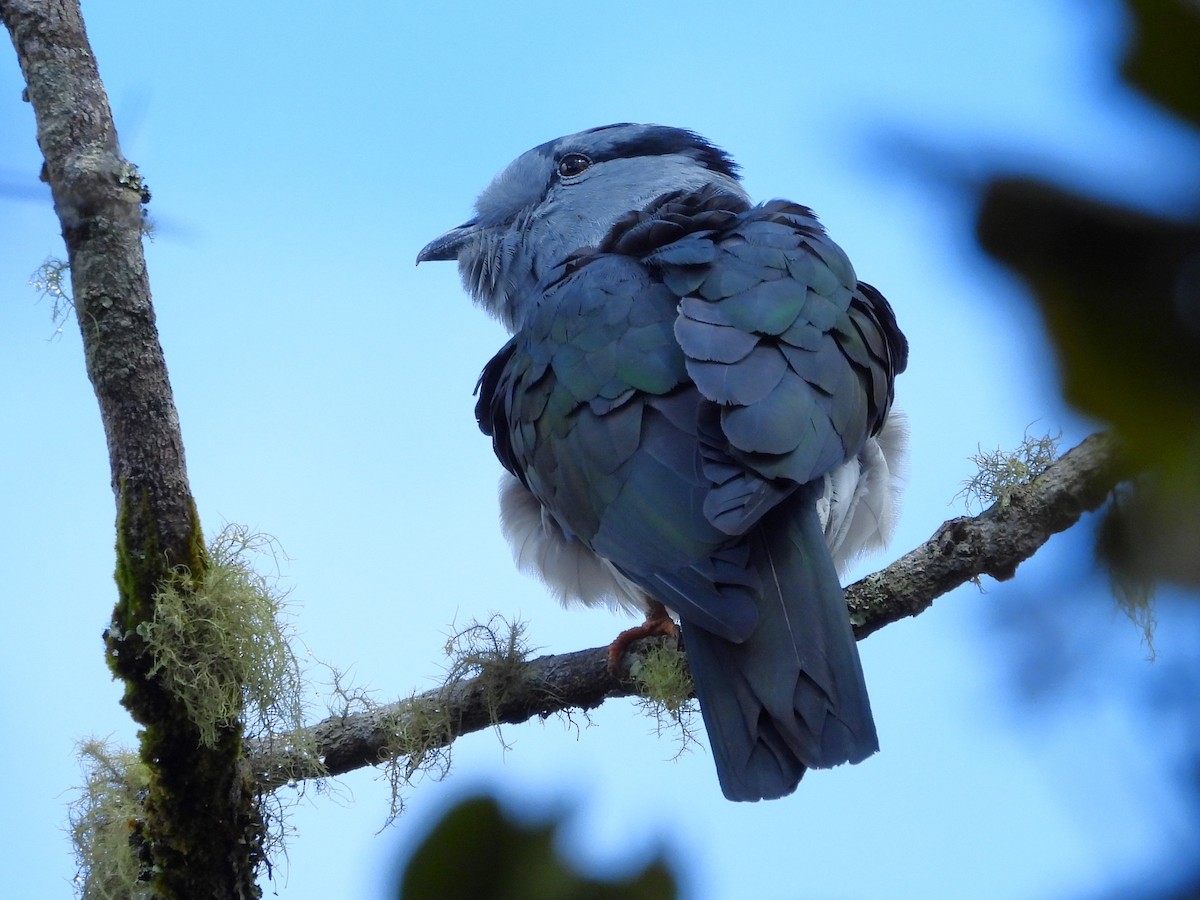 Cuckoo-roller - ML623797606