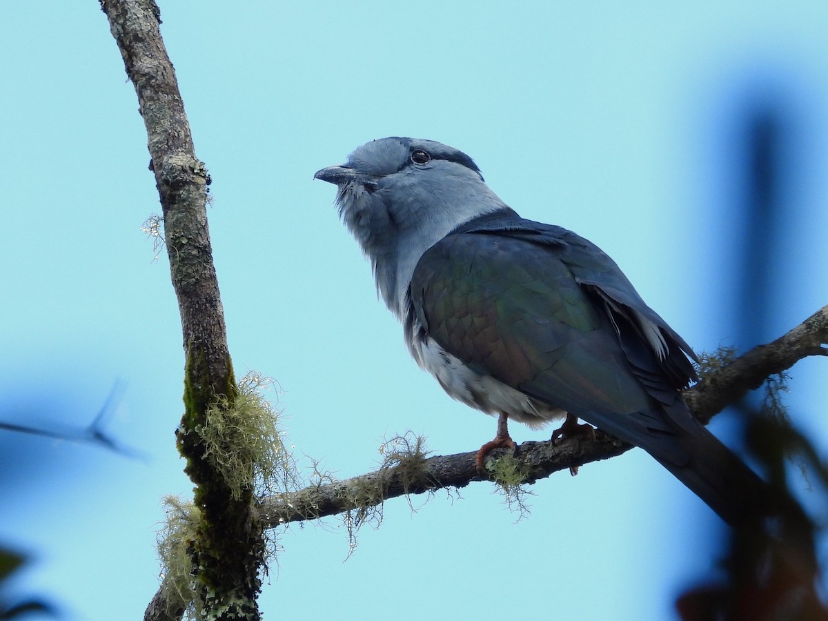 Cuckoo-roller - ML623797607