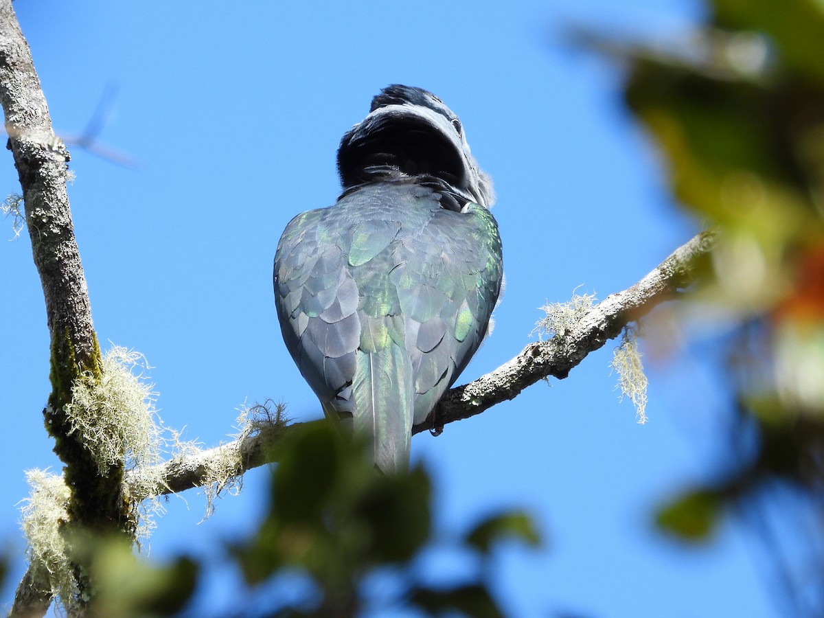 Cuckoo-roller - ML623797608