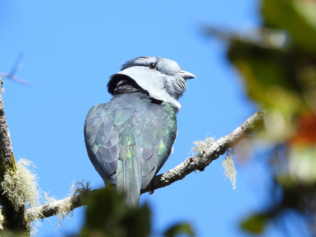 Cuckoo-roller - ML623797609