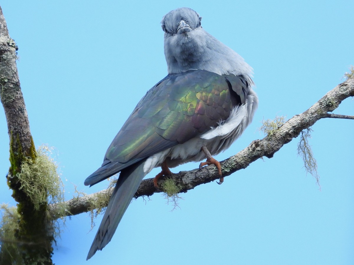 Cuckoo-roller - ML623797610