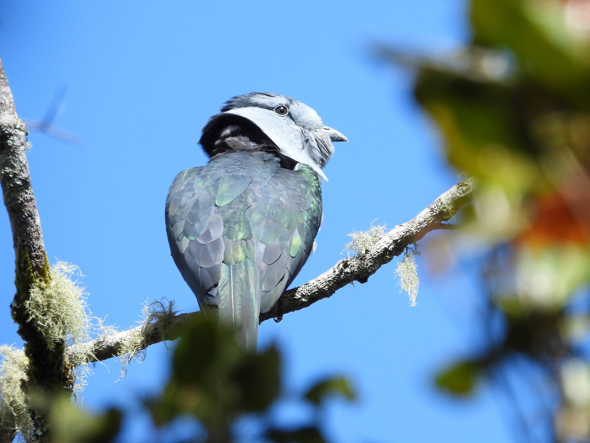 Cuckoo-roller - ML623797611