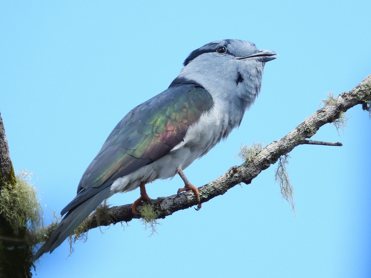 Cuckoo-roller - ML623797613