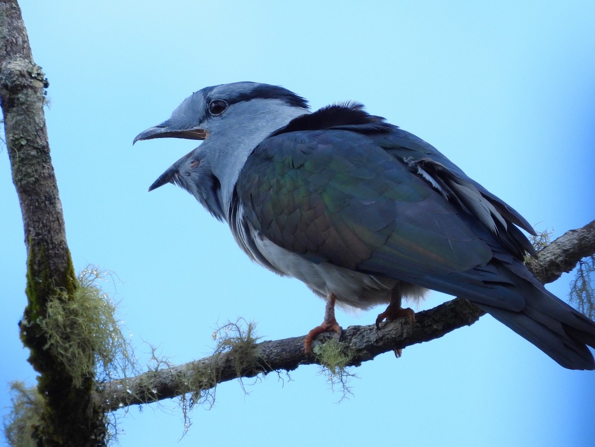 Cuckoo-roller - Francesco Barberini