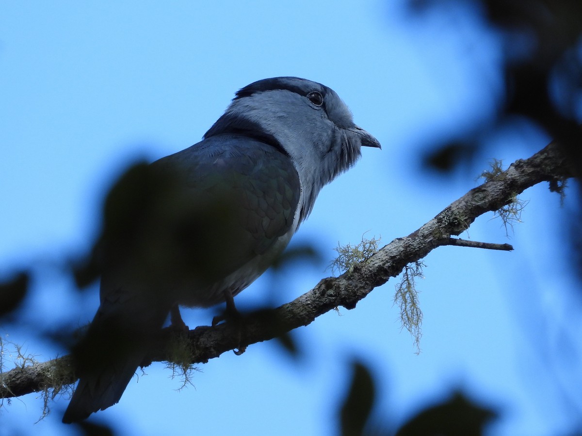 Cuckoo-roller - ML623797615