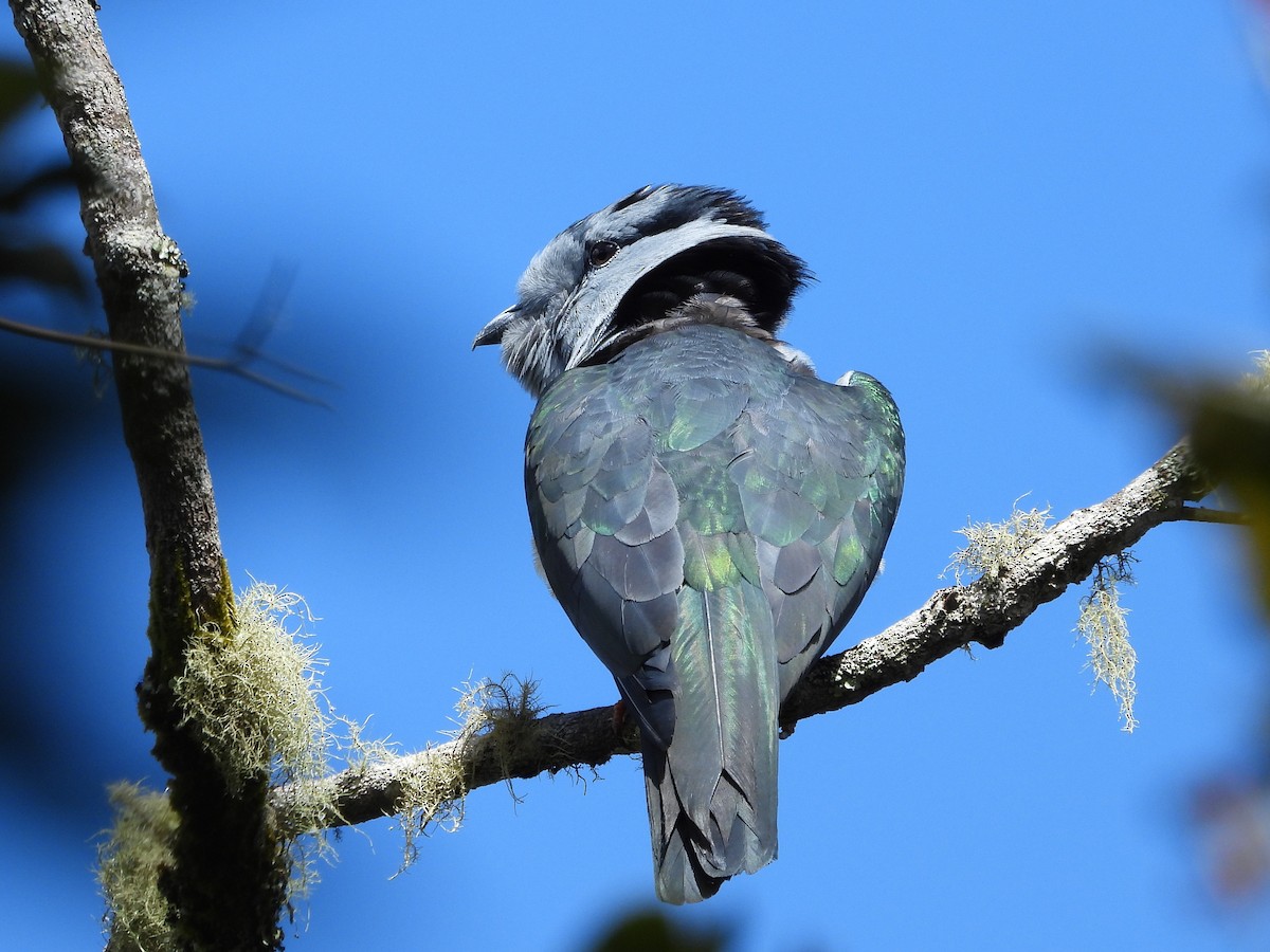 Cuckoo-roller - Francesco Barberini