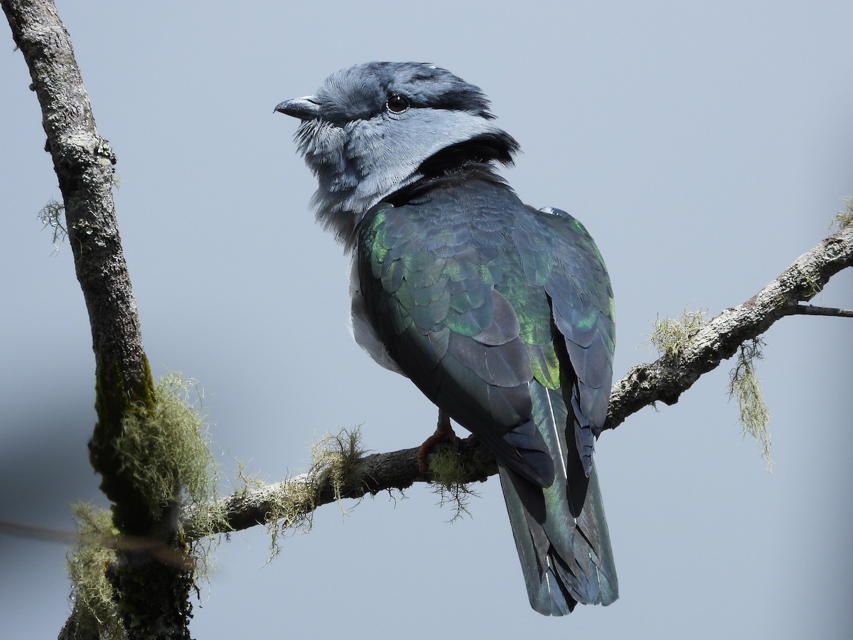 Cuckoo-roller - ML623797618