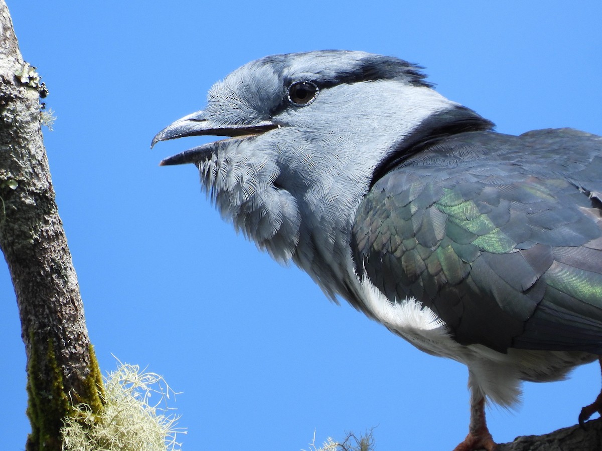 Cuckoo-roller - ML623797619