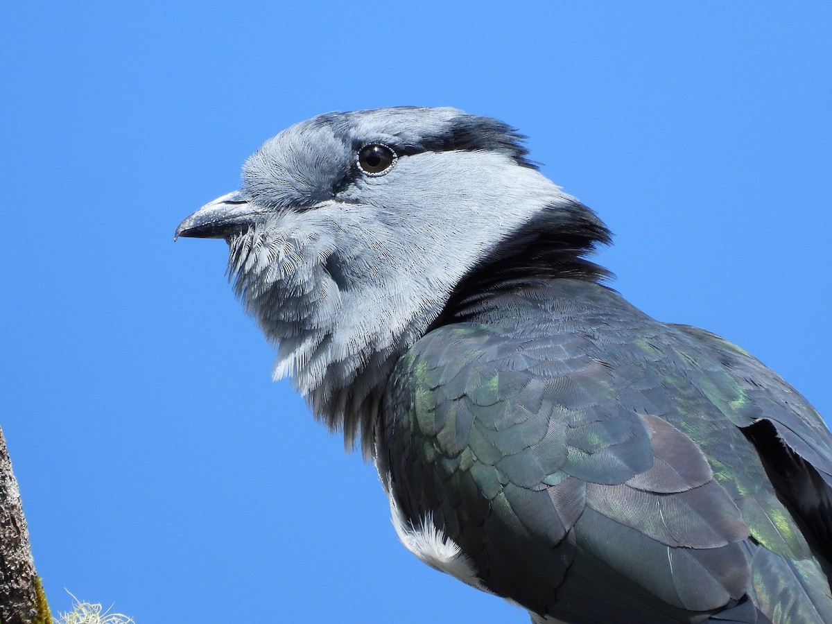 Cuckoo-roller - ML623797620