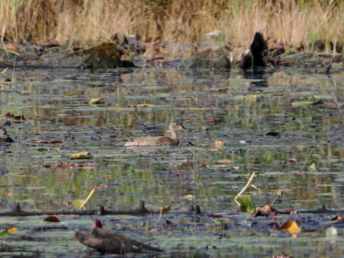 Blue-winged Teal - Nora E Hanke