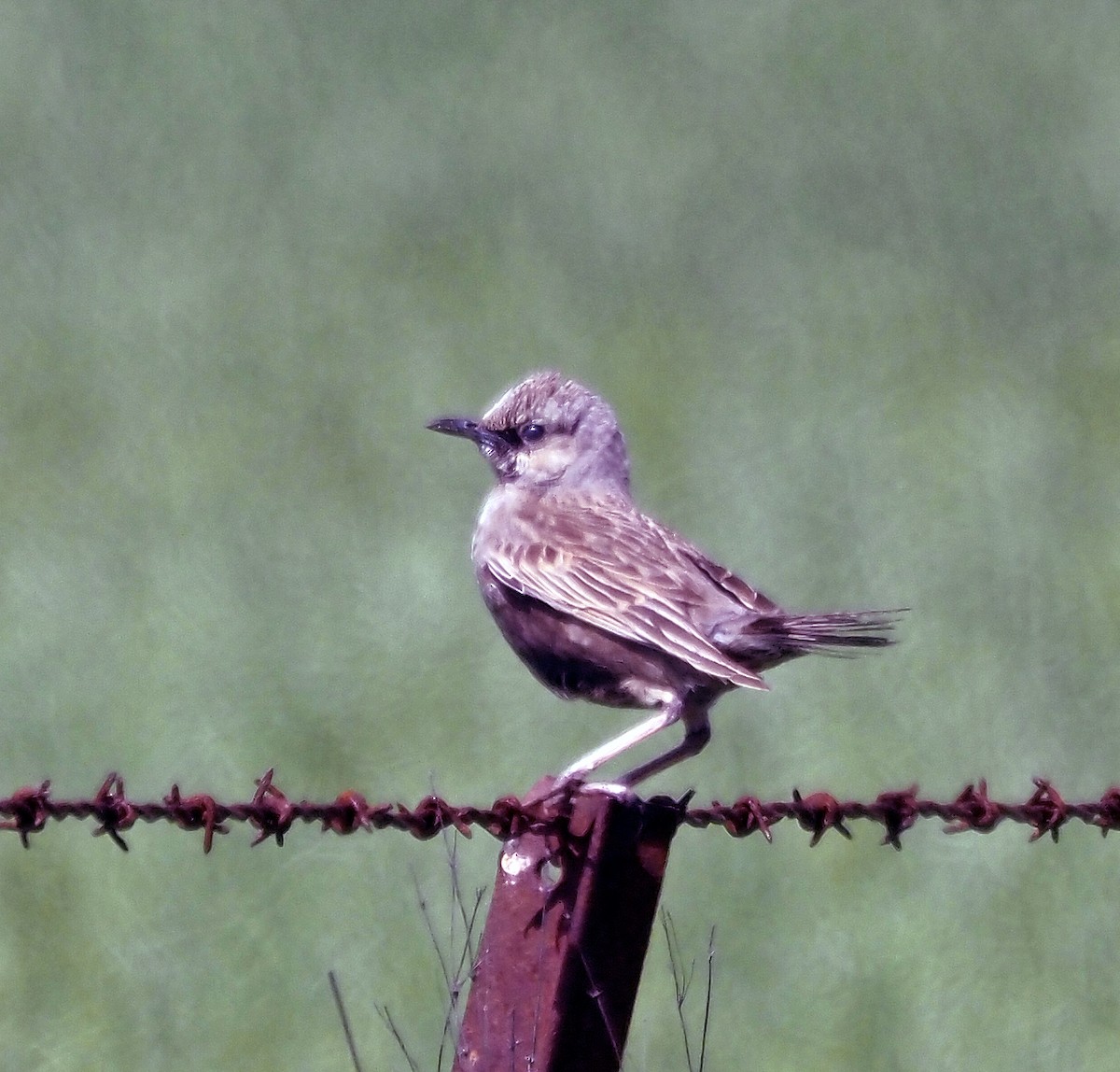 Brown Songlark - ML623797623