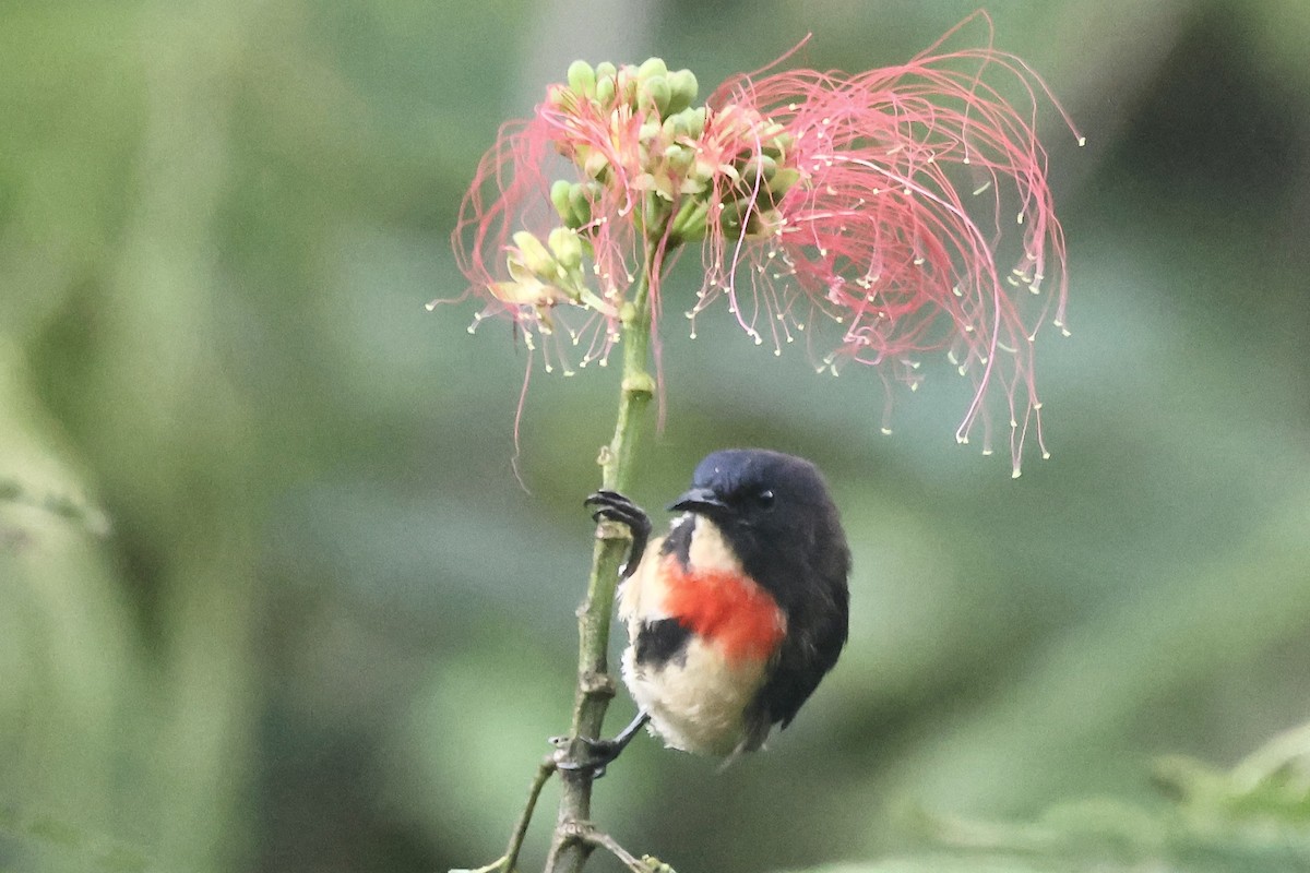 Javan Flowerpecker - ML623797624