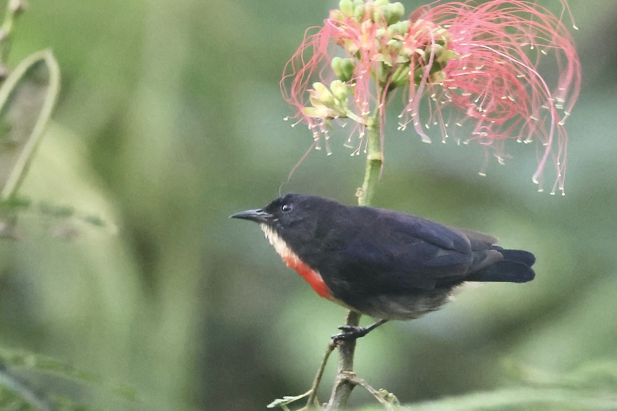 blodbrystblomsterfugl (sanguinolentum/rhodopygiale) - ML623797627