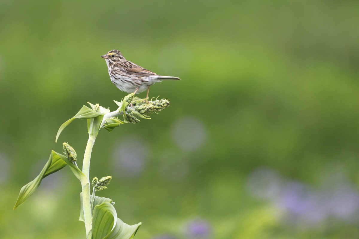 Savannah Sparrow - ML623797647