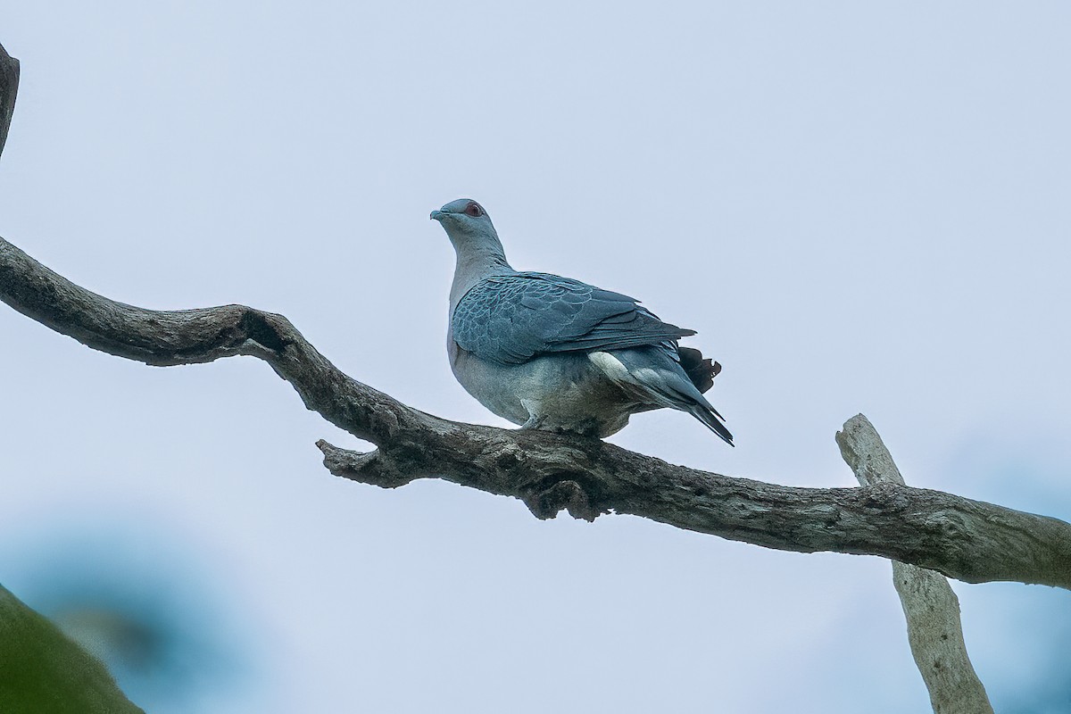 Afep Pigeon - ML623797661