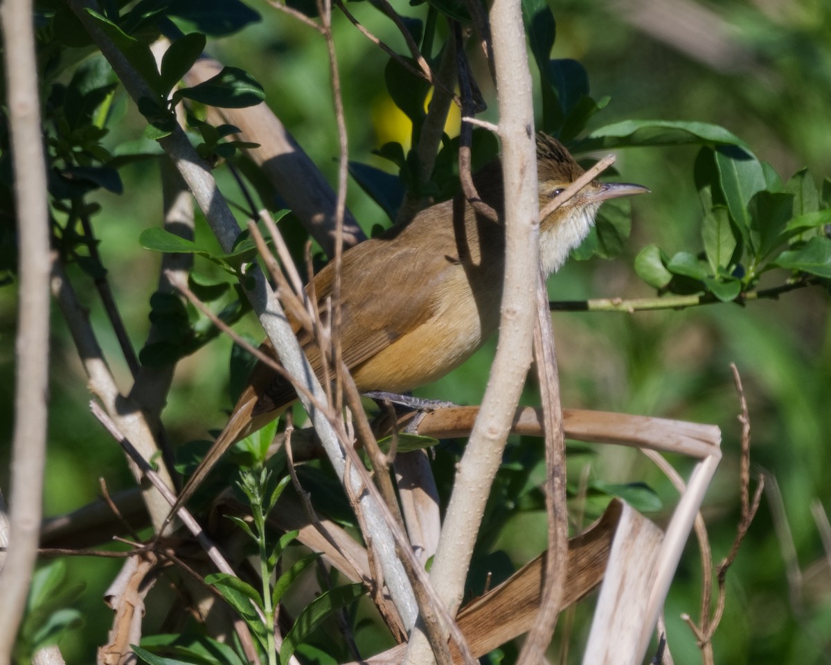 Australian Reed Warbler - ML623797673