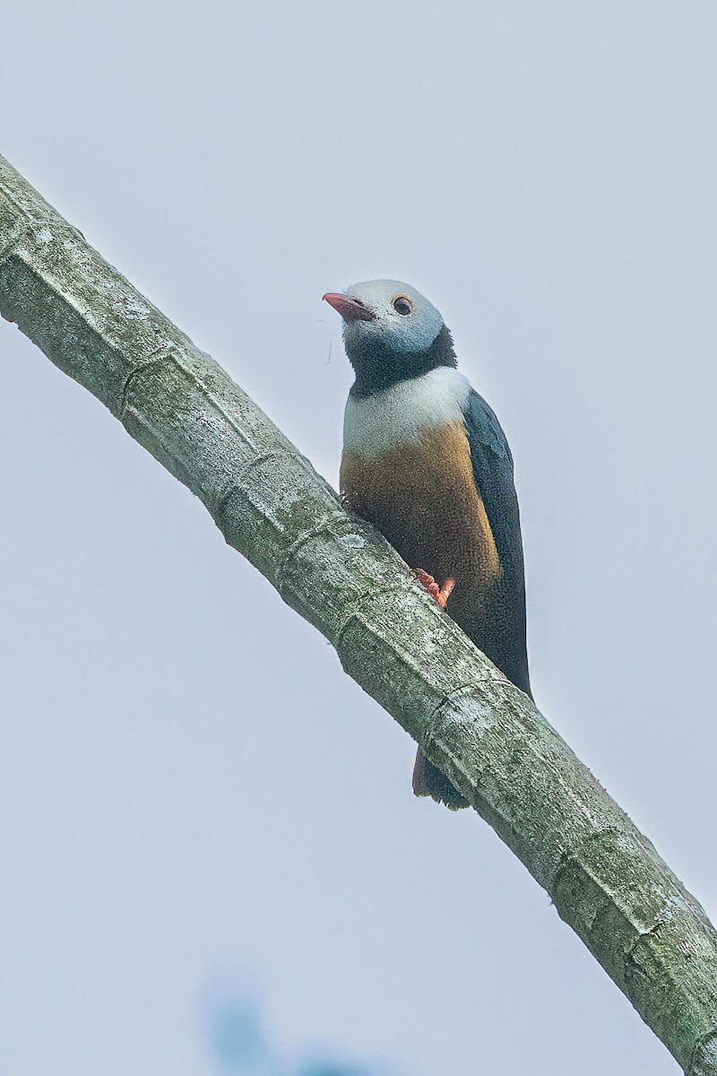 Rufous-bellied Helmetshrike - ML623797728