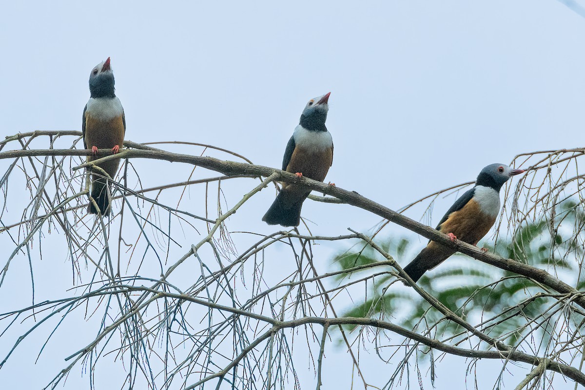 Rufous-bellied Helmetshrike - ML623797729