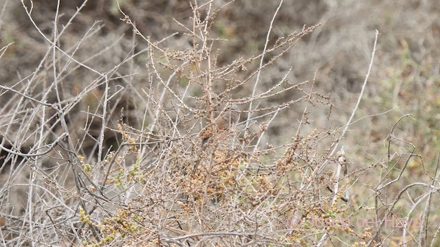Spectacled Warbler - ML623797747