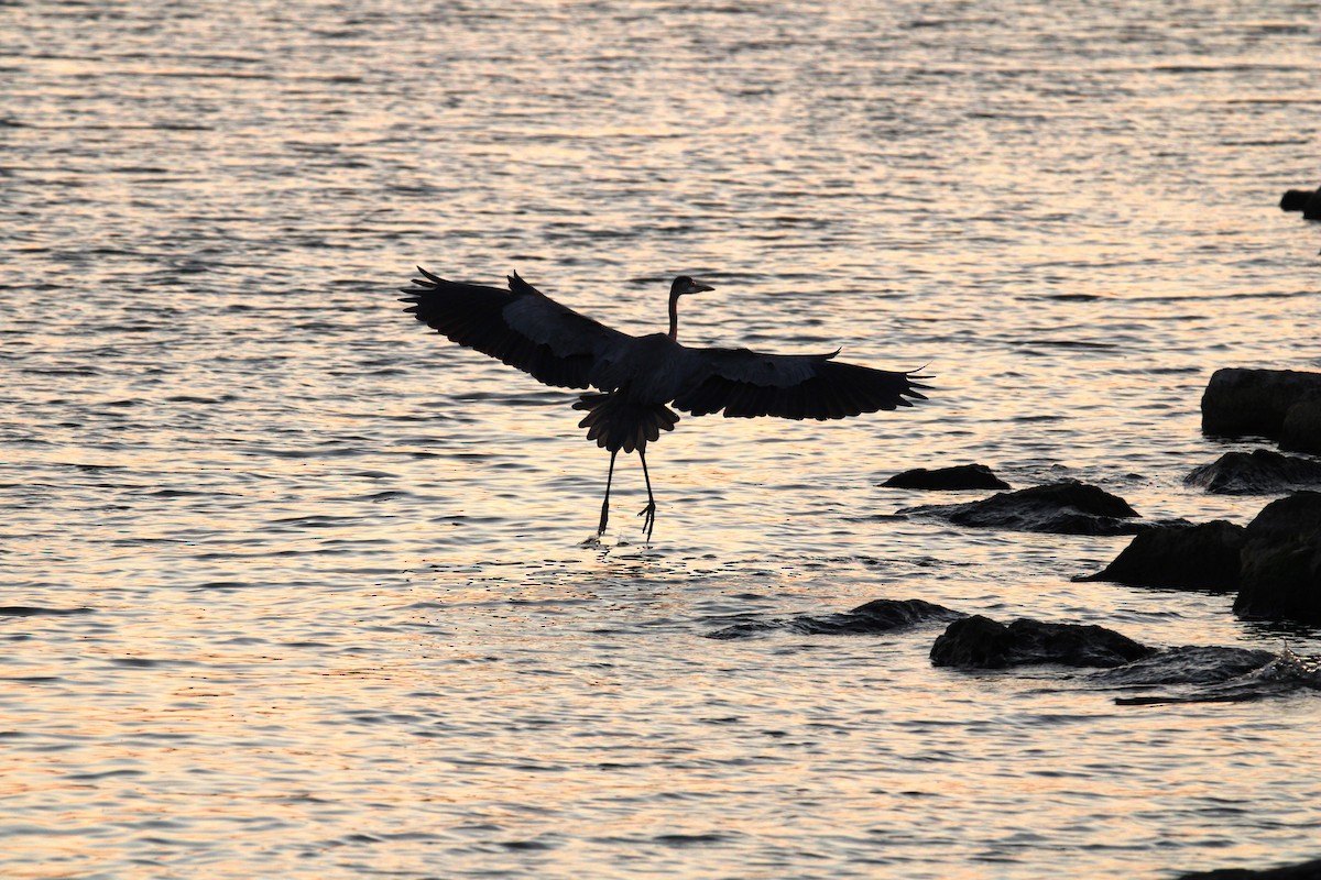 Great Blue Heron - ML623797768