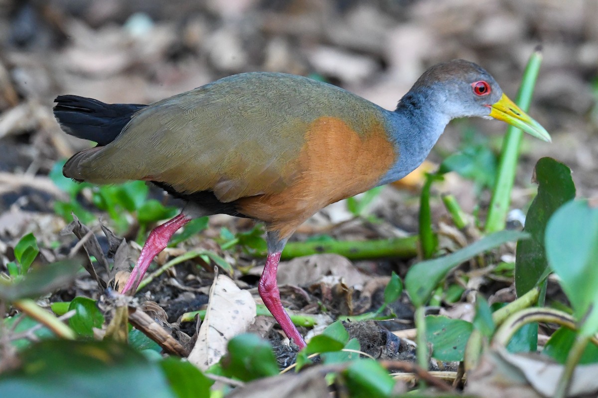 Gray-cowled Wood-Rail - ML623797774