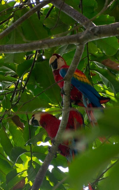 Scarlet Macaw - ML623797783