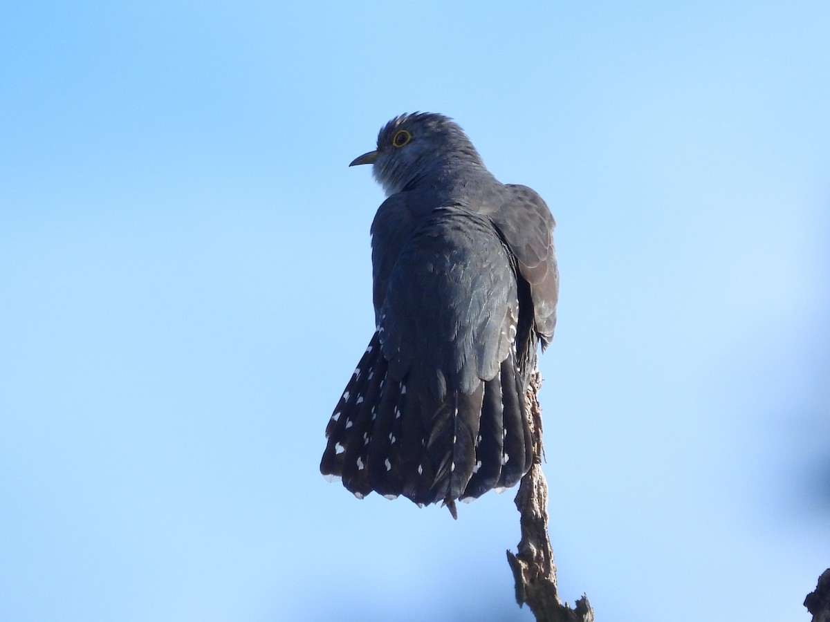 Madagascar Cuckoo - ML623797785