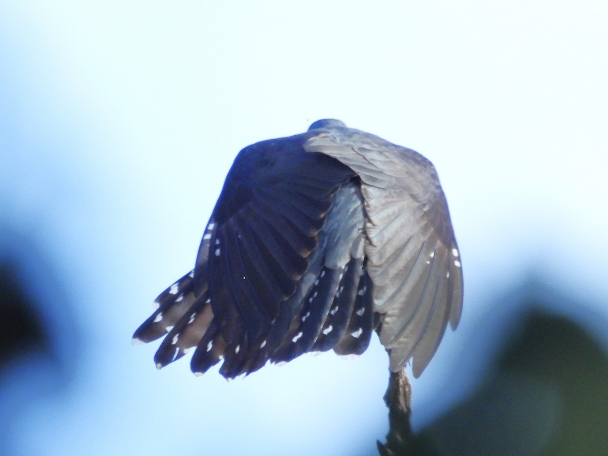 Madagascar Cuckoo - ML623797787