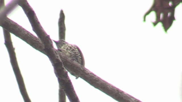 Speckled Piculet - ML623797794