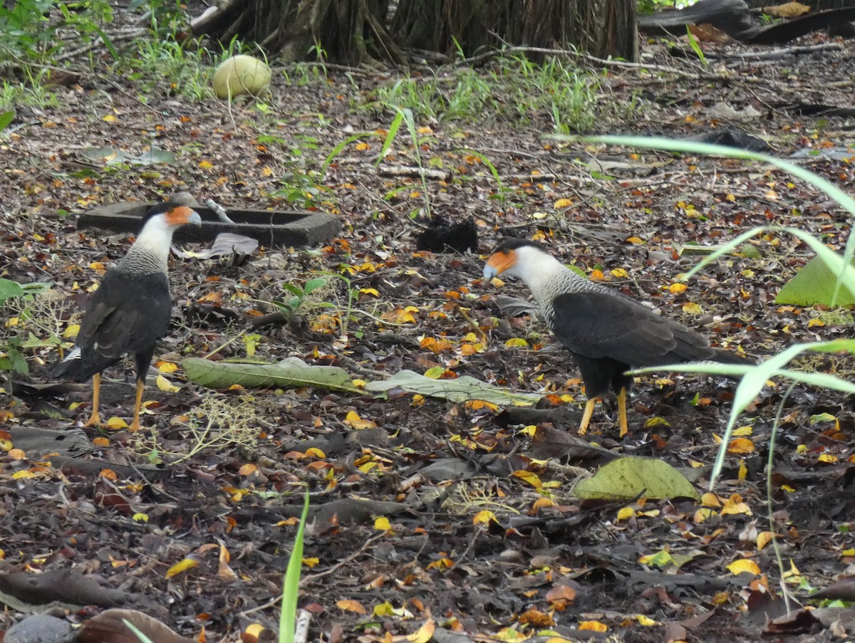 Crested Caracara (Northern) - ML623797829