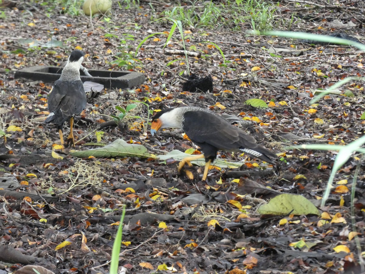 Crested Caracara (Northern) - ML623797830