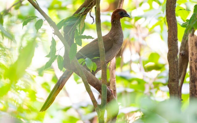 Variable Chachalaca - ML623797831