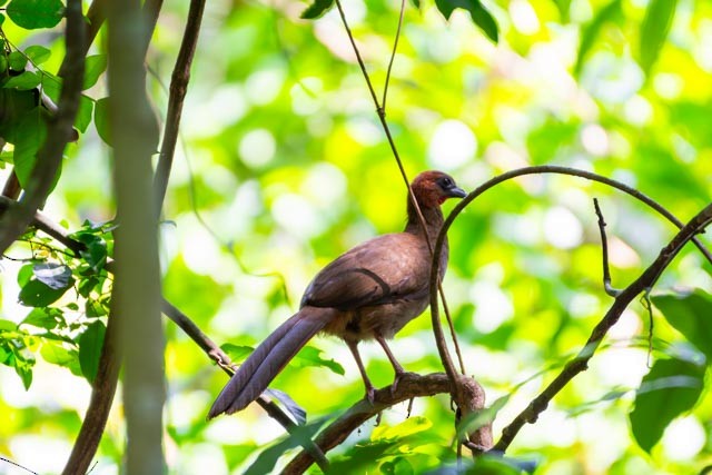 Variable Chachalaca - ML623797833