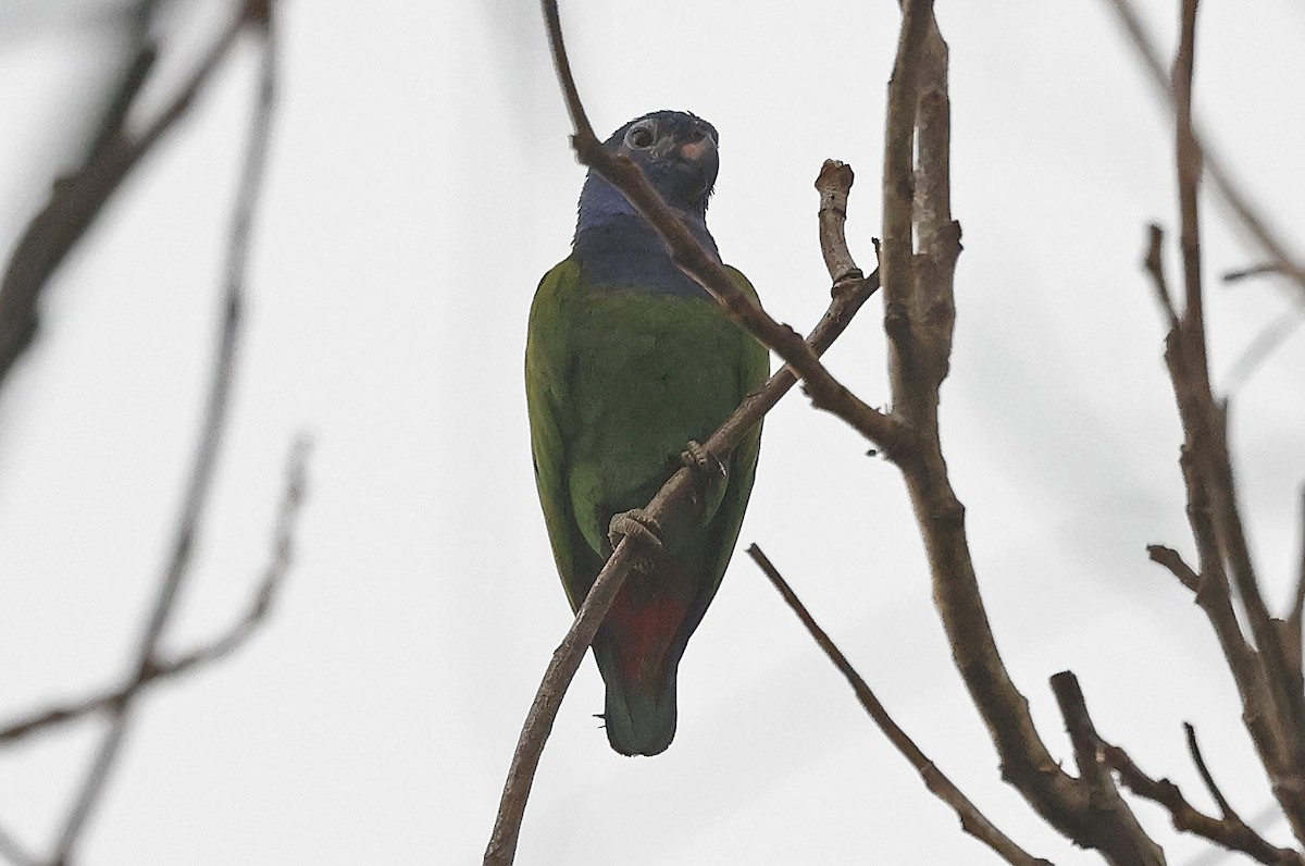 Loro Cabeciazul (menstruus/rubrigularis) - ML623797857