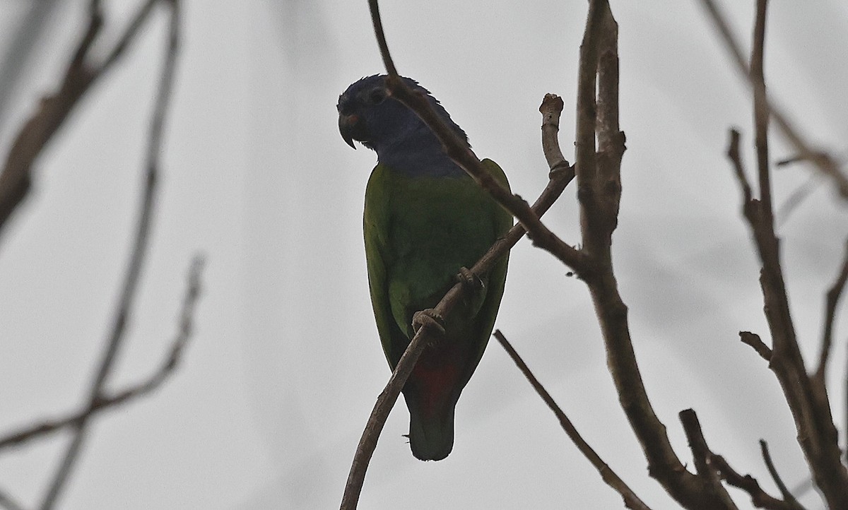 Loro Cabeciazul (menstruus/rubrigularis) - ML623797858