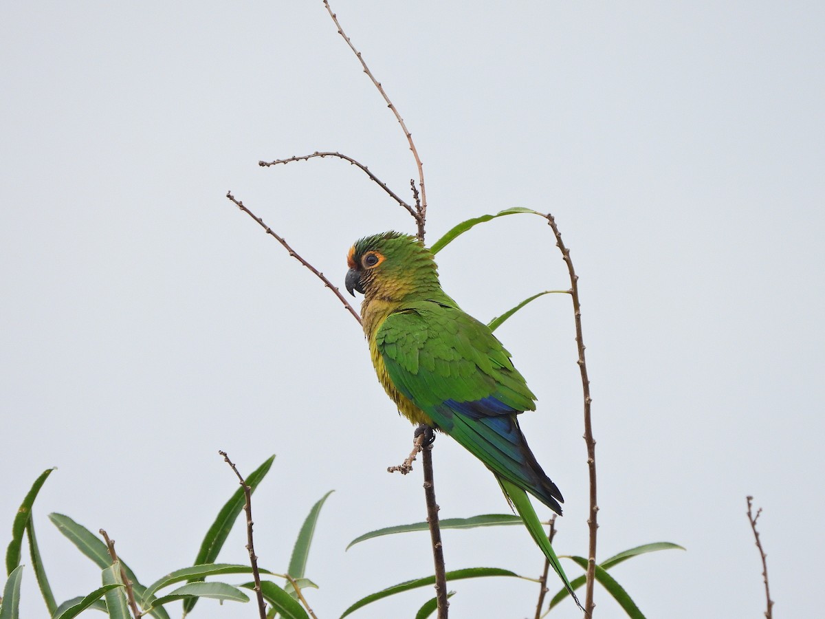 Peach-fronted Parakeet - ML623797903